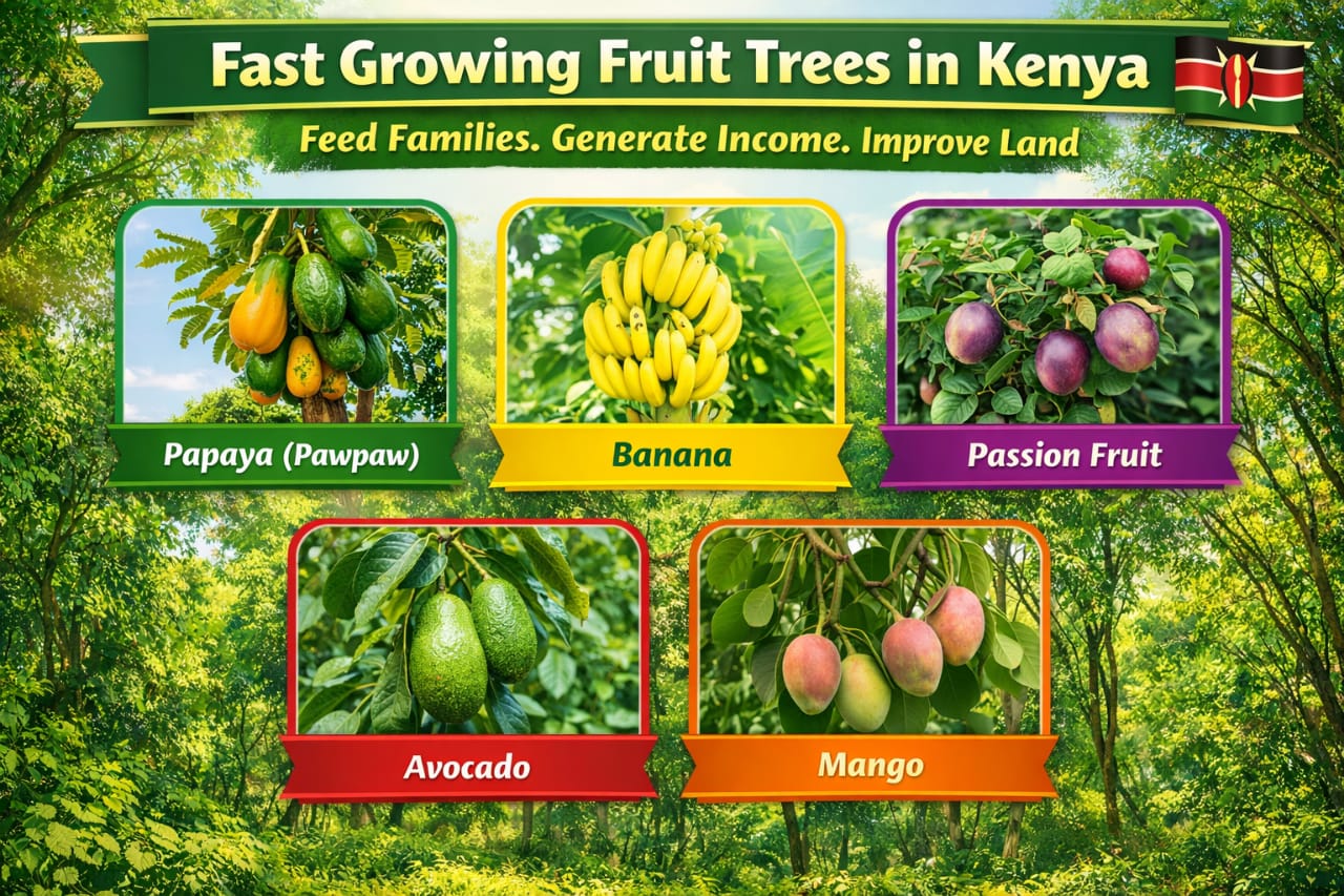Fast Growing Fruit Trees in Kenya Chart